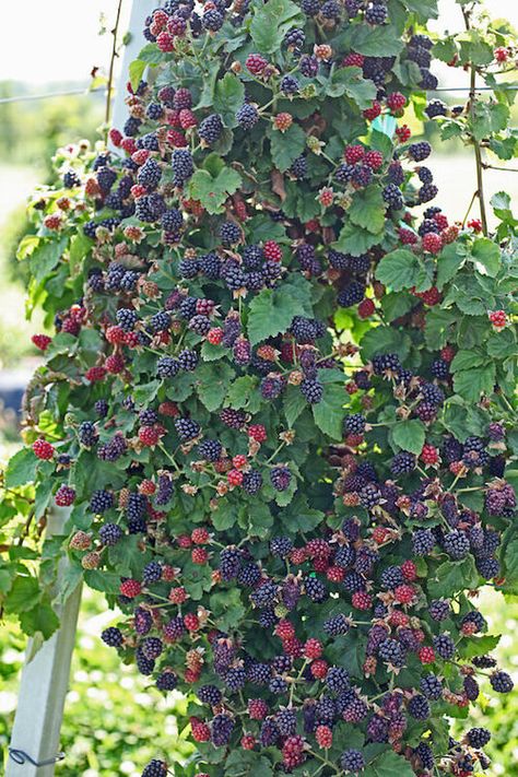 15 Fruits That Grow on Vines | List of Climbing Fruits Design, Layout, Fruit, Gardening, Easy, Jardim, Naturaleza, Tuin, Garten