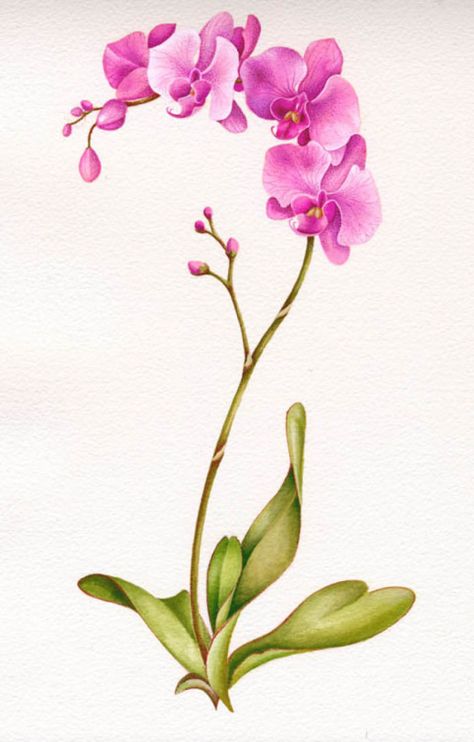 Ink, Watercolour Flowers, Flower Art, Watercolor Flowers, Botanical Art, Orchid Illustration, Flower Drawing, Watercolor Orchid Tattoo, Orchid Drawing