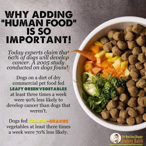 Labrador, Homemade Dog Food, Poodles, Dog Food, Pitbull, Nutrition, Organic Dog Food, Dog Food Recipes, Dog Nutrition