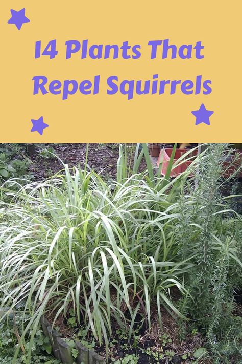 14 Plants That Repel Squirrels Planting Flowers, Rodent Repellent Plants, Squirrel Repellant, Rodent Repellent, Get Rid Of Squirrels, Squirrel Proof Garden, Rodent Removal, Planting Grass, Planting Bulbs