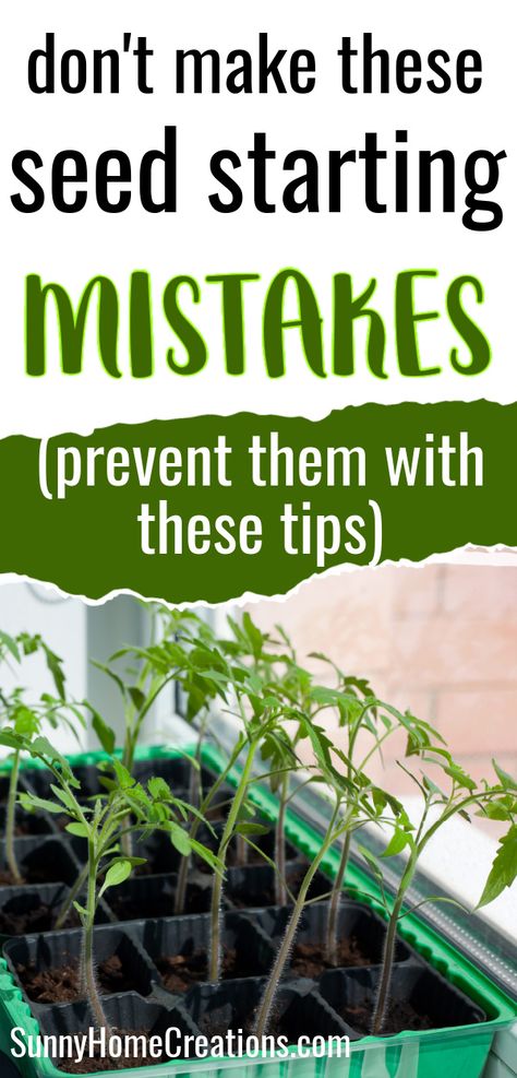 top says "don't make these seed starting mistakes - (prevent them with these tips), bottom has a pic of seedlings tilting towards a windwo Outdoor, Start Seeds Indoors Diy, Starting Seeds Indoors Diy Mini Greenhouse, Starting Seeds Indoors Diy, Seed Starting Indoors Diy, Starting Seeds Indoors, Growing Vegetables From Seeds, Germinating Seeds Indoors, Seeds To Start Indoors