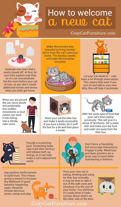 Welcoming a new cat can be difficult - especially if you have other pets or little kids. These tips will help you make the process easier. Pet Care Tips, Friends, Cat Care Tips, Cat Owner Hacks, Cat Care, Kitten Care, Pet Hacks, Cat Parenting, Foster Kittens