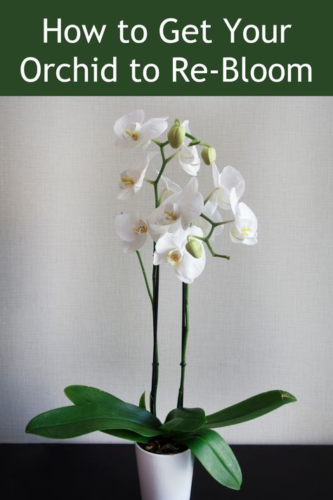Unlock the secrets of orchid care and enjoy year-round blooms. Learn How to Get Your Orchid to Re-Bloom. 🌼🌿 Nature, Gardening, Ideas, Orchid Care, Orchid Care Rebloom, Orchid Fertilizer, Orchid Plant Care, Blooming Orchid, Phalaenopsis Orchid Care