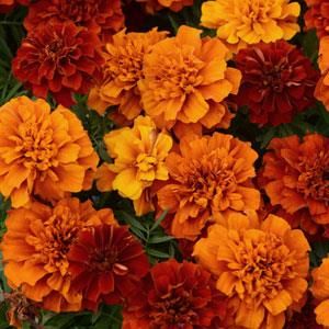 French Marigold Fireball Nature, Outdoor, Flowers, Garten, Naturaleza, Flower Aesthetic, Beautiful Flowers, Flower Market, Tuin