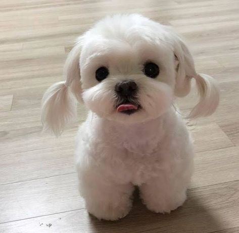 15 Photos of Dog Grooming That Are So Cute They’ll Make You Wish You Had a Dog Puppies, Cute Little Puppies, Cute Puppies, Baby Dogs, Cute Dogs And Puppies, Super Cute Puppies, Cute Dogs