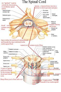 spinal cord - Google Search  This pin brought to you by Dr. Robert Odell http://robertodellmdphd.com/ Spinal Cord Anatomy, Spinal Nerve, Spinal Cord Injury, Spinal Cord, Osteopathy, Spine Health, Physiotherapy, Body Anatomy, Nervous System