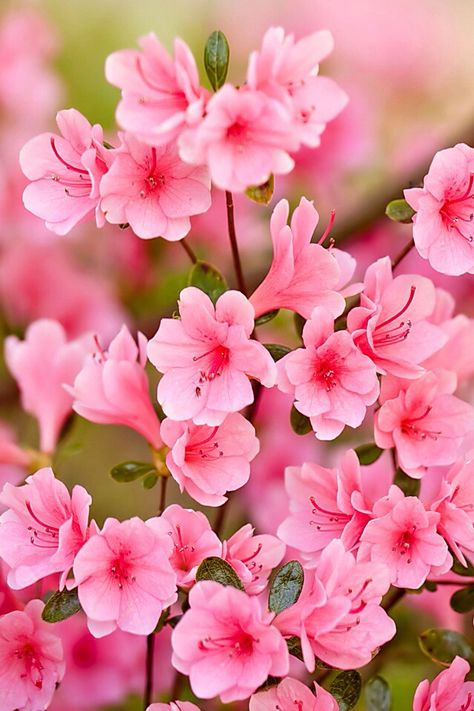 Pink Flowers Pink Azaleas, Good Morning Flowers, Bunga Tulip, Daun, Hoa, Beautiful Flowers Wallpapers, Fotografie, Bunga, Pink Flowers