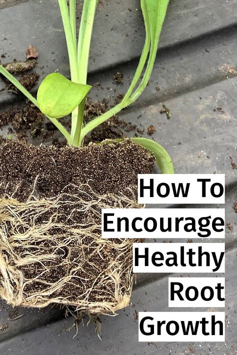 HOW TO ENCOURAGE ROOT GROWTH >> Fran Philips @ladidardyflowers has been sharing her tips for getting the best out of your autumn and winter seedlings. Great for gardening newbies!