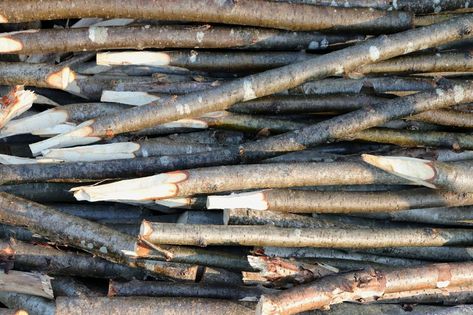 Lot pointed branches. Many wood stakes filling background. Wood, Wood Stake, Stakes, Branches, Branch, Filling, Point, Background, Quick