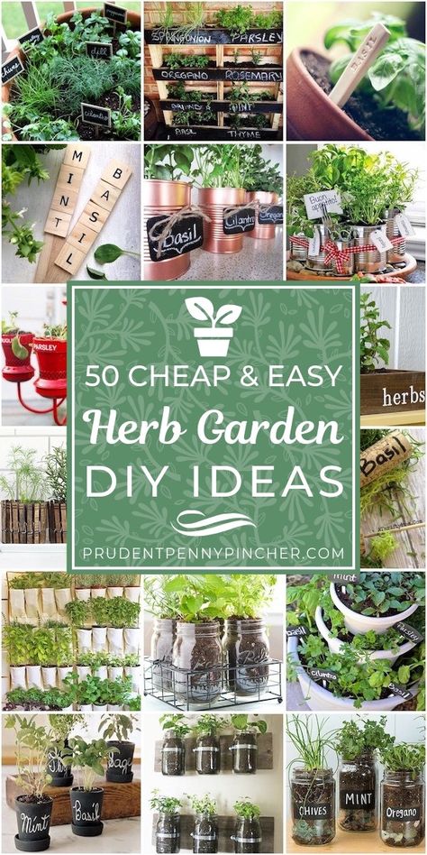 Buying fresh herbs at the grocery store can get expensive. You get a small amount for $2-$4 and the quality usually isn't that great. You can save a lot of money by having your own DIY herb garden. Herbs are easy Herb Garden, Gardening, Gardening Supplies, Herb Garden Design, Garden Care, Garden Types, Shaded Garden, Herb Garden Pots, Herb Planters