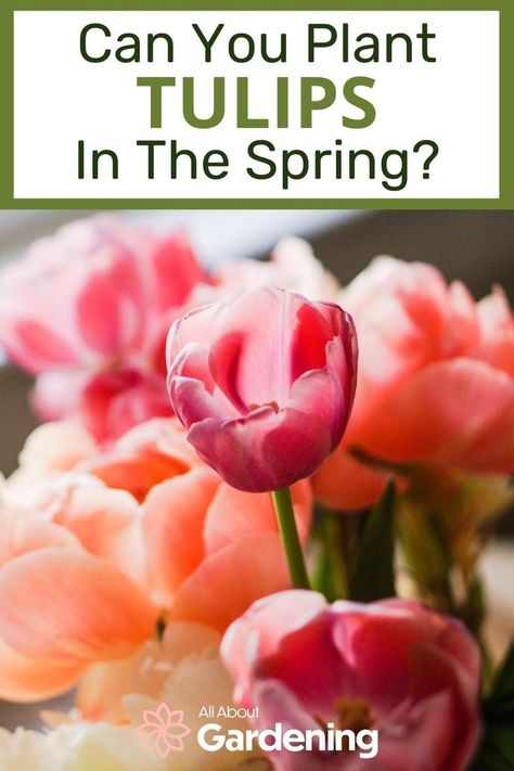 Are you thinking of growing some tulips but aren't sure what time of year is the best to grow them? We will go over all of thatThanks aga and more here in this article! Flower Beds, Ideas, Gardening, Florida, When To Plant Tulips, Growing Tulips, Planting Tulips, Flower Planting Guide, Growing