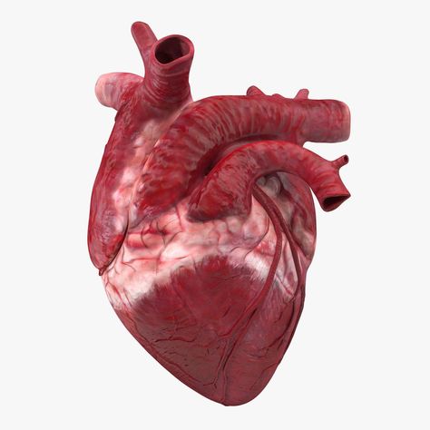 Croquis, Museums, Art, Organs, Human Heart, Anatomical Heart, Human, Heart Anatomy, 3d Model