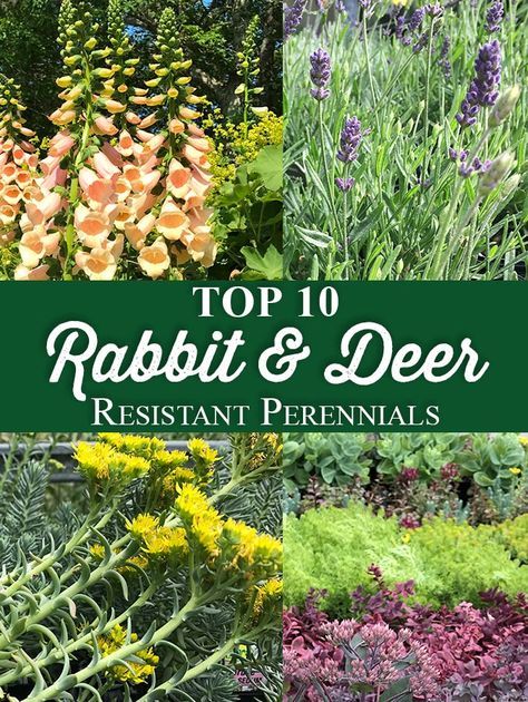 Top 10 Rabbit and Deer Resistant PerennialsMany of you already know the devastating results of having your newly planted garden gobbled up overnight by some wild creature. Whether it is deer or rabbits, it can be both costly and extremely frustrating while trying to garden. This has been a Shaded Garden, Layout, Gardening, Rabbit Resistant Plants, Deer Resistant Shade Plants, Deer Proof Plants, Deer Resistant Plants, Deer Resistant Flowers, Deer Resistant Garden