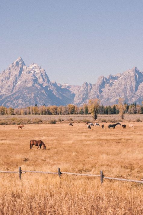 Country, National Parks, Wyoming, The Great Outdoors, Jackson Hole Wyoming, Yellowstone, Jackson Hole, Wyoming Travel, Wild West