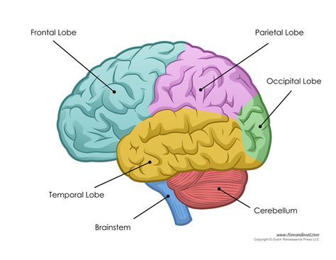human brain diagram Brain Lobes Diagram, Occipital Lobe, Brain Parts And Functions, Brain Anatomy And Function, Brain Lobes, Brain Stem, Brain Diagram, Brain Parts, Brain Models