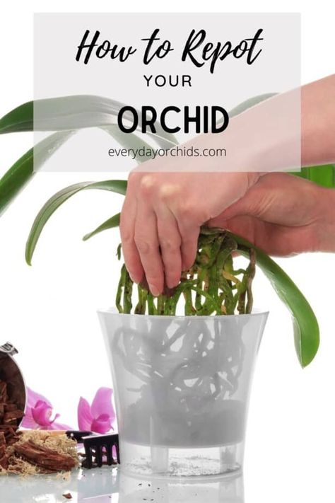 Gardening, Orchid Plant Care, Growing Orchids, Orchid Care, Repotting Orchids, Transplanting Orchids, Orchid Potting Mix, Phalaenopsis Orchid Care, Orchid Planters
