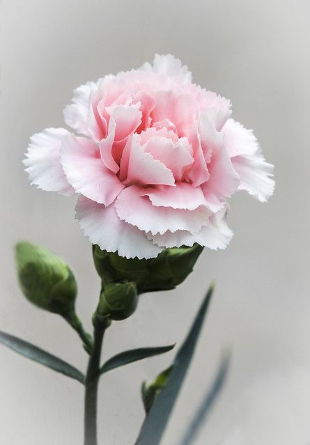 Pink Carnation | Dianthus caryophyllus, carnation or clove p… | Flickr Floral, Hoa, Beautiful, Bloemen, Bunga, Resim, Trendy Flowers, Love Flowers, Flores