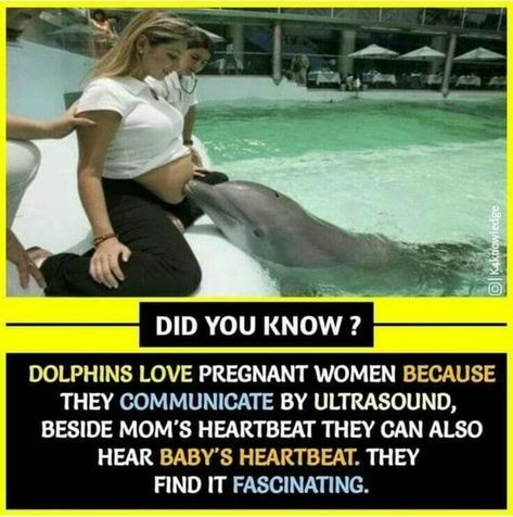---5 DID YOU KNOW? DOLPHINS LOVE PREGNANT WOMEN BECAUSE THEY COMMUNICATE BY ULTRASOUND, BESIDE MOM'S HEARTBEAT THEY CAN ALSO HEAR BABY'S HEARTBEAT. THEY FIND IT FASCINATING. – popular America’s best pics and videos on the site https://americasbestpics.com English, Crime, Did You Know, Did You Know Facts, Facts You Didnt Know, Physiological Facts, Psychology Fun Facts, Wierd Facts, Brain Facts