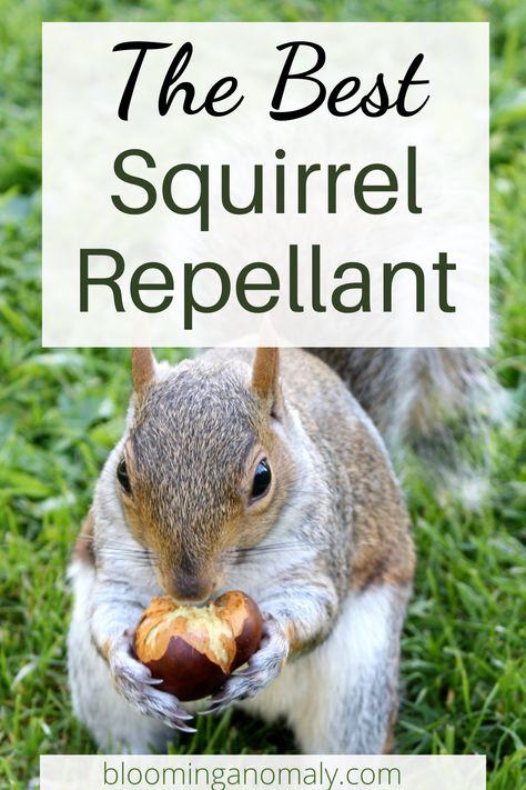 Squirrels, Bugs And Insects, Camping, Ideas, Garden Care, Anti Squirrel Bird Feeder, Squirrel Repellant, Squirrel Feeder, Squirrel Resistant Bird Feeders