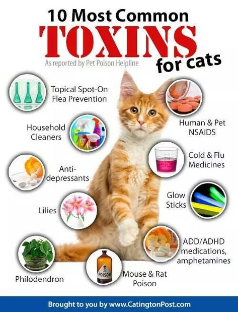toxic for cats | cat health