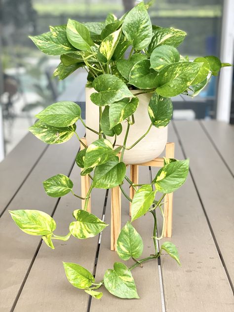If your recent Golden Pothos plant purchase has got you wondering What now?, then you simply must try our Golden Pothos care guide. Not only will these important tips help you keep your Golden Pothos alive, they will make your plant thrive in the most lush and beautiful way. We'll even show you some Golden Pothos propagation tips so you can keep the fun going and give them away as gifts! Flowers, House Plants, Plants, Garten, Inredning, Golden Pothos, Plant Leaves, Pathos Plant, Plant Mom