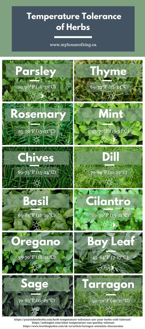 Outdoor, Herb Garden, Herb Companion Planting, How To Grow Herbs, Herb Gardening, Best Herbs To Grow, Medicinal Herbs Garden, Growing Herbs, Growing Herbs Indoors