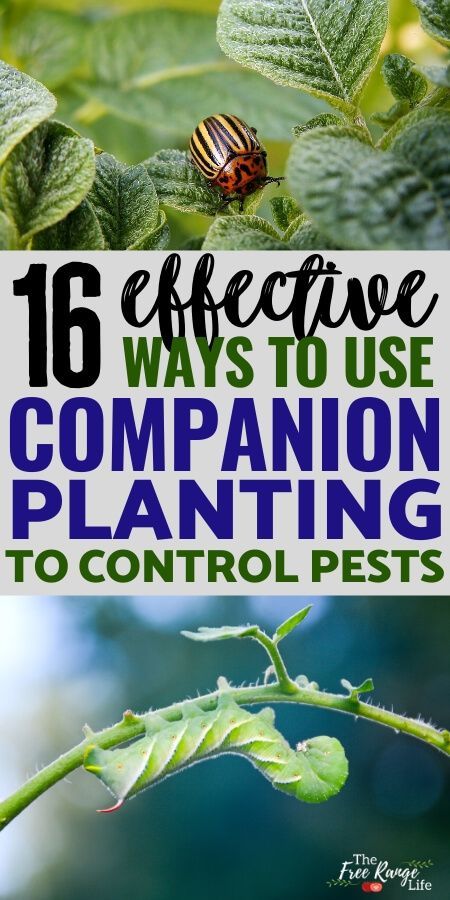 Homestead Survival, Companion Planting, Outdoor, Gardening, Garden Care, Gardening Supplies, Bugs And Insects, Organic Gardening Tips, Shaded Garden