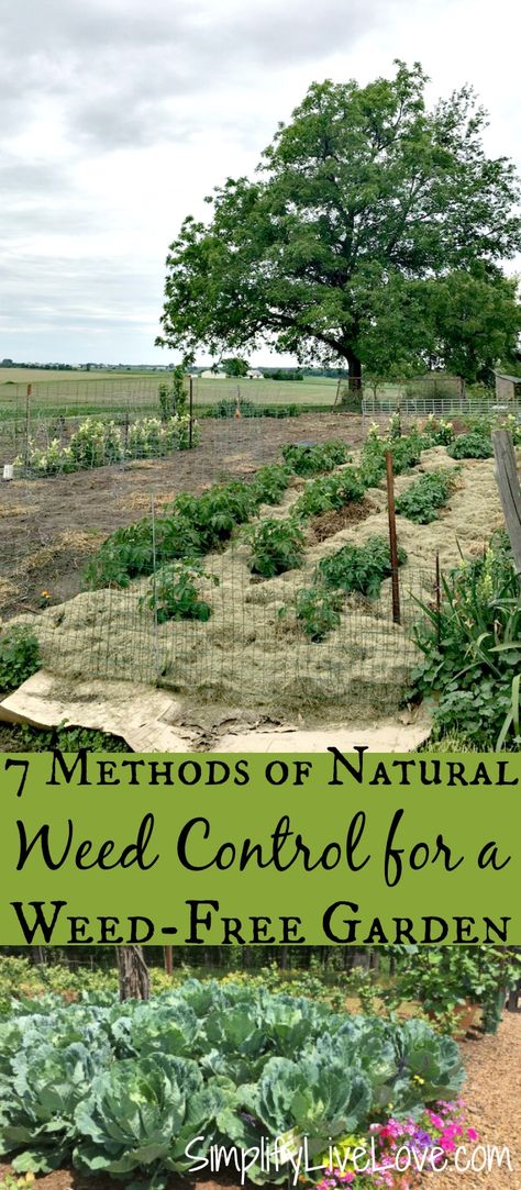 Gardening, Compost, Organic Gardening, Vegetable Garden, Inverness, Organic Weed Control, Natural Weed Killer, Gardening Tips, Garden Weeds