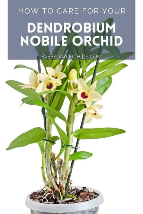 Planting Flowers, Growing Orchids, Orchid Care After Flowering, Cymbidium Orchids Care, Dendrobium Orchids Care, Orchid Care, Orchid Plant Care, Cymbidium Orchids, Dendrobium Orchids