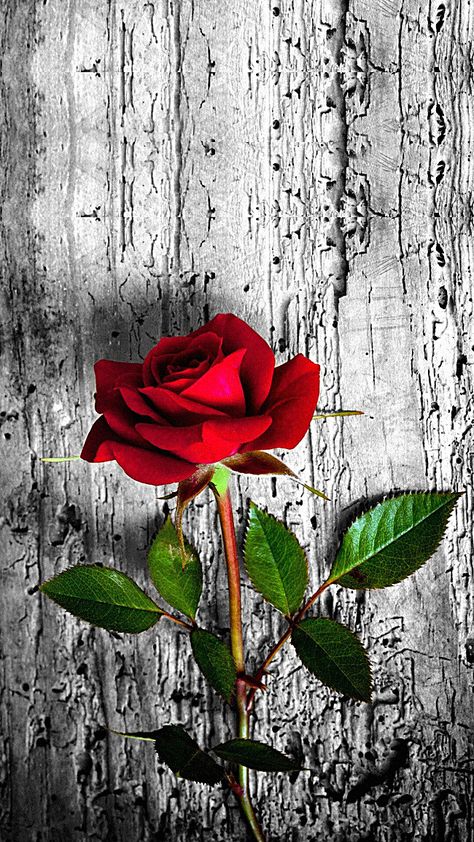 Floral, Rose Flower, Rose Buds, Rose Flower Wallpaper, Love Flowers, Flower Pictures, Red Roses, Red Roses Wallpaper, Rose Pictures