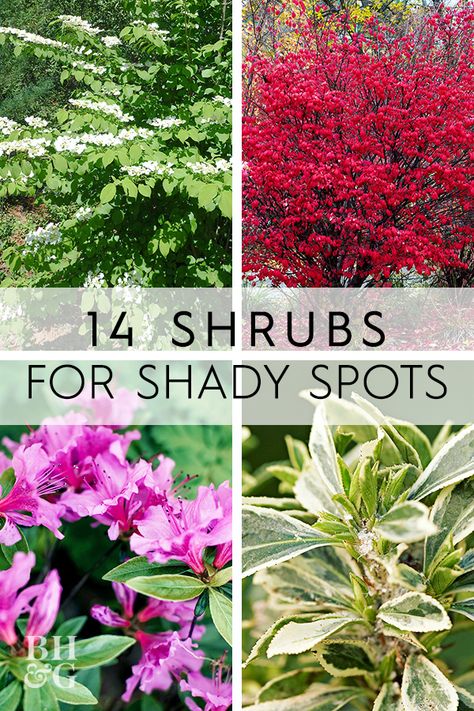 If you're looking for shrubs to fill out shady spots in your garden check out this list of the best shrubs for shady gardens. #shrubs #gardening #shadygardenplants #gardenideas #bhg Design, Shaded Garden, Outdoor, Shade Loving Shrubs, Shade Loving Perennials, Shade Shrubs, Shrubs, Small Shrubs, Shade Perennials