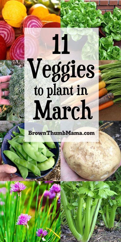 Plant these 11 vegetables in March and you will have a great harvest this summer! Includes planting tips, recommended varieties, and recipes for your harvest. #Gardening #OrganicGardening #VegetableGardening #Homesteading #March #Recipe Organic Gardening Tips, Gardening, Growing Vegetables, Vegetables Garden, Vegetable Planting Guide, Growing Food, Vegetables To Grow, Vegetable Garden Planting Guide, Vegetable Garden Tips
