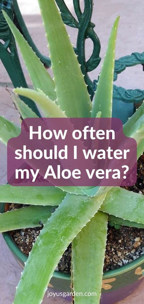 Aloe vera is a popular succulent plant. Here we answer questions about aloe vera plants & care for aloe vera indoors. Find out answers to aloe vera problems, common aloe vera problems, & aloe vera issues. These aloe vera growing tips will help you with growing aloe vera. An aloe vera houseplant or aloe vera succulent isn't hard to grow but there are important things to know. Diet And Nutrition, Nutrition, Fitness, Aloe Plant Care, Aloe Vera Plant Indoor, Aloe Vera Indoor, Aloe Vera Care, Aloe Vera Benefits, Aloe Vera Plant