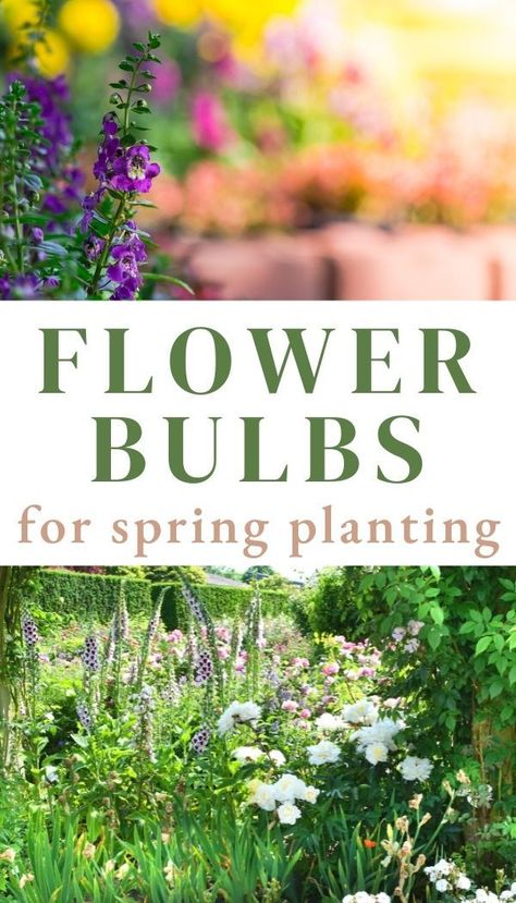Discover 11 different flower bulbs you can plant in spring for beautiful summer blossoms Summer, Planting Flowers, Gardening, Summer Flowering Bulbs, Planting Bulbs, Planting Bulbs In Spring, Spring Bulbs, Flowers Perennials, Spring Plants