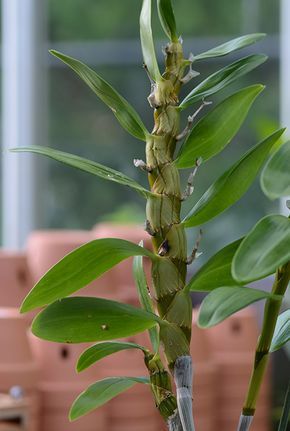 The Orchid Column: Where do I cut my Dendrobium after it blooms? Gardening, Dendrobium Orchids Care, Dendrobium Orchids, Orchid Rebloom, Orchid Care, Orchid Plants, Cymbidium Orchids, Dendrobium Nobile, Orchid Plant Care