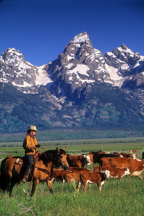 Indigo Ridge, Arte Cowboy, Wyoming Cowboys, Cowboy Aesthetic, Real Cowboys, Western Life, The Eden, Western Aesthetic, Cow Girl