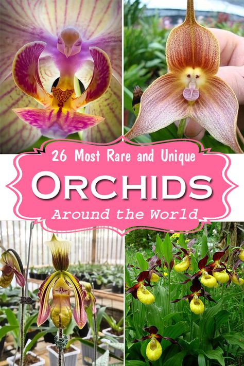 Cactus, Nature, Types Of Orchids, Orchids In Water, Rare Orchids, Orchids Garden, Orchids, Exotic Orchids, Rare Plants