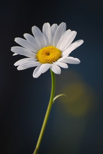 Single daisy on dark blue background | Otomodachi | Flickr Flowers, Daisy Love, Daisy Wallpaper, Daisy Flower, Flower Wallpaper, Daisy, Sunflowers And Daisies, Single Flower, Flower Pictures