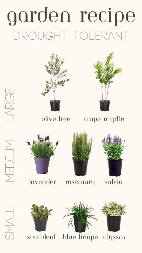 Trees, flowers and small plants for a drought-tolerant garden Gardening, Outdoor, Drought Tolerant Shrubs, Drought Tolerant Plants, Drought Tolerant, Drought Tolerant Plants California, Olive Trees Garden, Rosemary Garden, Dwarf Olive Tree Landscaping