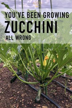 Growing Vegetables, Courgettes, Gardening, Vegetable Garden, How To Grow Zucchini, Growing Zucchini Vertically, Growing Zucchini, Zucchini Plants, When To Plant Vegetables