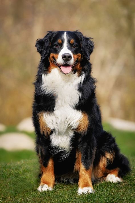Best Large Dog Breeds for animal lovers and future dog owners. Dogs, Big Dogs, Large Dogs, Expensive Dogs, Bouvier, Perros, Cute Dogs, Dog Friends, Beautiful Dogs