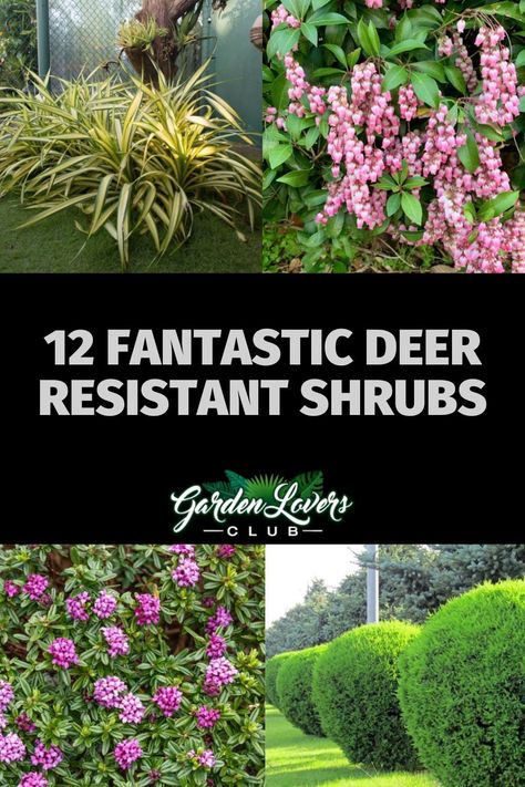 If you’re struggling with the deer in your neighborhood, try decorating your yard with these 12 deer resistant shrubs. Shaded Garden, Deer Resistant Shade Plants, Deer Resistant Shrubs, Deer Resistant Plants, Deer Resistant Garden, Deer Resistant Annuals, Deer Resistant Landscaping, Deer Resistant Perennials, Deer Resistant Garden Plans