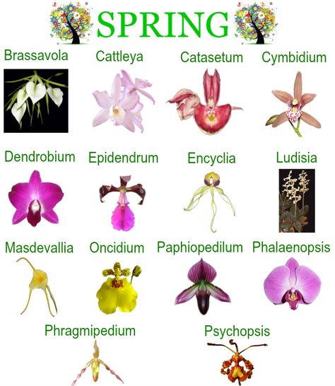 Orchid repotting calendar - Spring Calendar Gardening, Planting Flowers, Orchid Care, Orchid Plant Care, Orchid Repotting, Growing Orchids, Orchids Garden, Orchid Plants, Orchid Care Rebloom