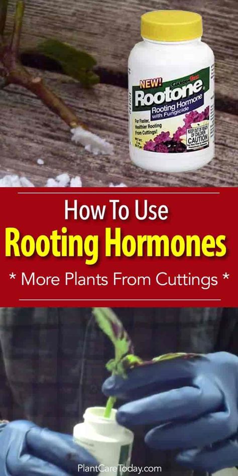 Outdoor, Blueberries, Rooting Hormone, Rooting Hormone Diy, Hydroponics, Growing Tomatoes In Containers, Hydroponic Gardening, Growing Tomatoes, Hormones