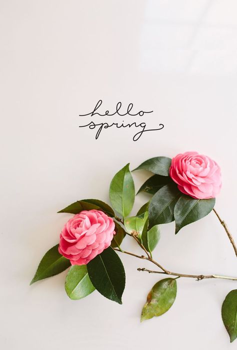 Feels like my fave season is coming extra early this year  Spring 2017 Flora, Floral, Hello Spring, Hello Spring Wallpaper, Spring Wallpaper, Spring Has Sprung, Spring Is Here, Spring Quotes, Spring Time