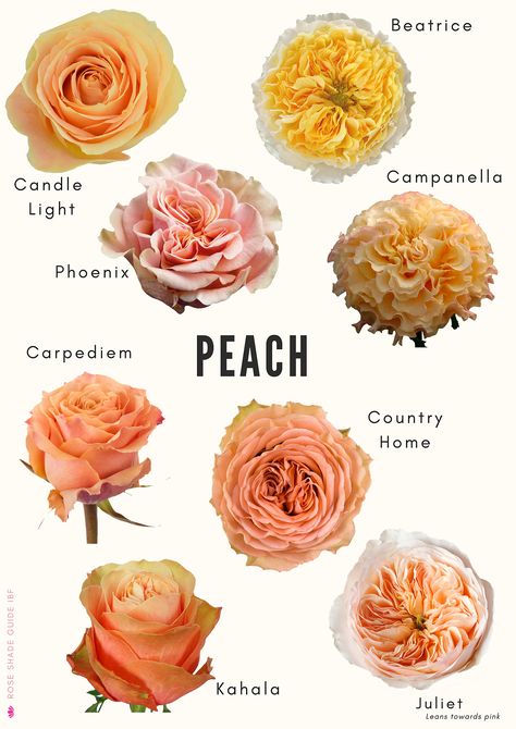 Gardening, Rose Varieties, Peach Roses, Most Popular Flowers, Popular Flowers, Peach Flowers, Fresh Cut Flowers, Rose, Flower Arrangements