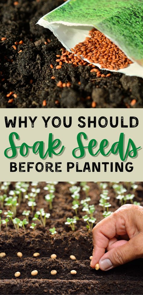 Nature, Outdoor, Soaking Seeds Before Planting, Starting Seeds Inside, When To Plant Seeds, Starting Seeds Indoors, When To Plant Seeds For Spring, How To Sprout Seeds, How To Grow Seeds