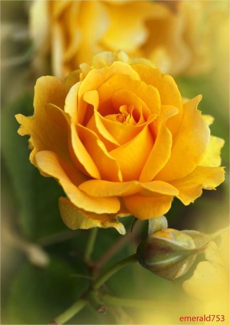 Have you ever seen 60 different colors of roses Flowers, Flora, Floral, Plants, Planting Flowers, Petals, Amazing Flowers, Yellow Flowers, Flower Garden
