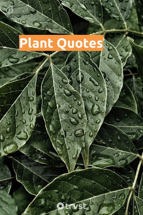 Plants, Planting Seeds Quotes, Plants Quotes, Quotes On Plants Growing, Plant Goals, Plants Quotes Life Inspiration, Growing Quotes, Plant, Wild Plants