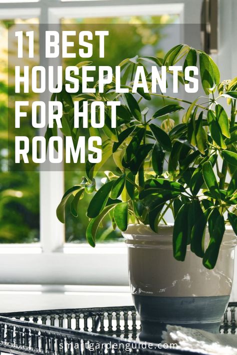 Choosing houseplants for hot rooms can be tricky. Here are 11 indoor plants that love the heat and will do well in direct sunlight. Outdoor, Art, Nature, House Plants Indoor, Best Indoor Plants, Houseplants, Full Sun Plants, Zero Sunlight Indoor Plants, Plant Sunroom